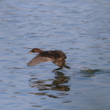 grebe castagneux_20260721_a